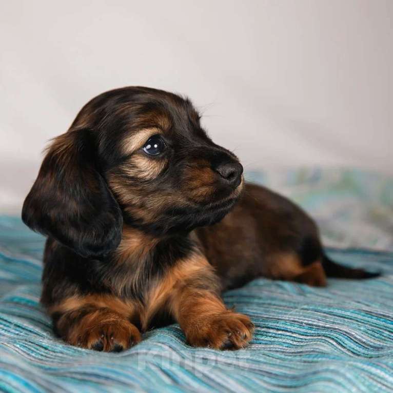 Собаки в Москве: Элвин - рыжий бурундук Мальчик, 125 000 руб. - фото 6