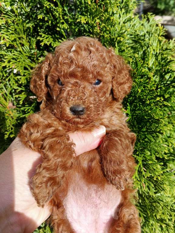 Собаки в Москве: Той пудель девочка РКФ. Девочка, 150 000 руб. - фото 5