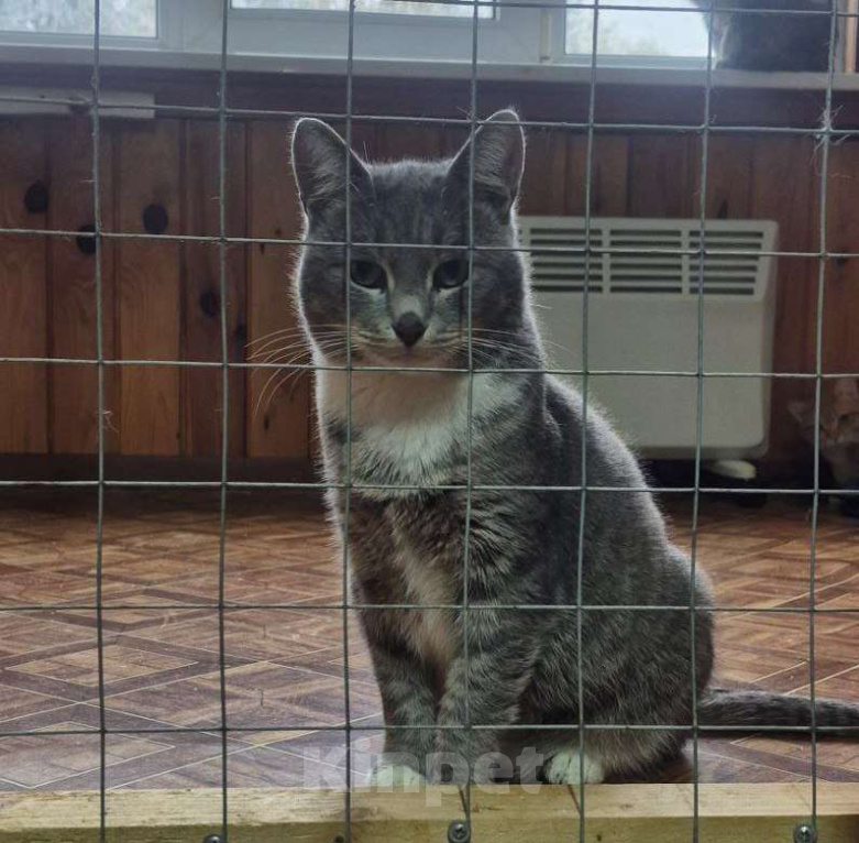 Кошки в Москве: Плюшевый Томик подарит тепло и радость в новом доме Мальчик, Бесплатно - фото 7