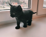 Кошки в Выксе: Котик 1 месяц в добрые руки Мальчик, Бесплатно - фото 3
