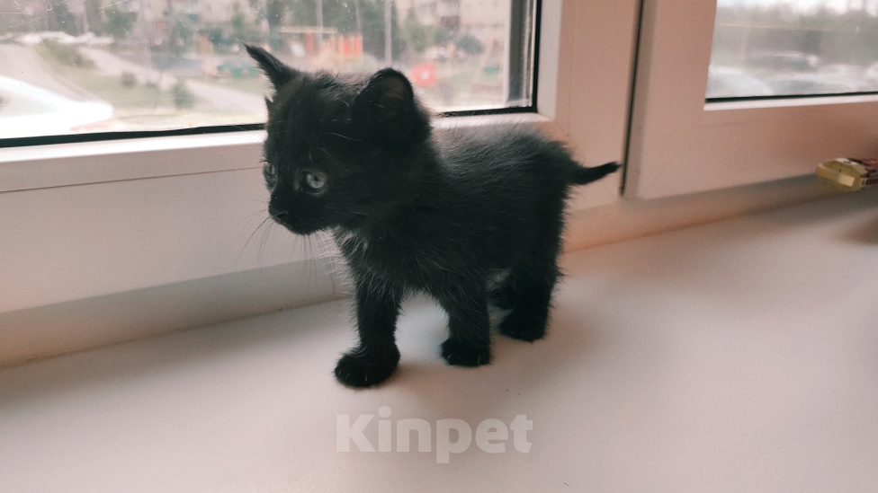 Кошки в Выксе: Котик 1 месяц в добрые руки Мальчик, Бесплатно - фото 3