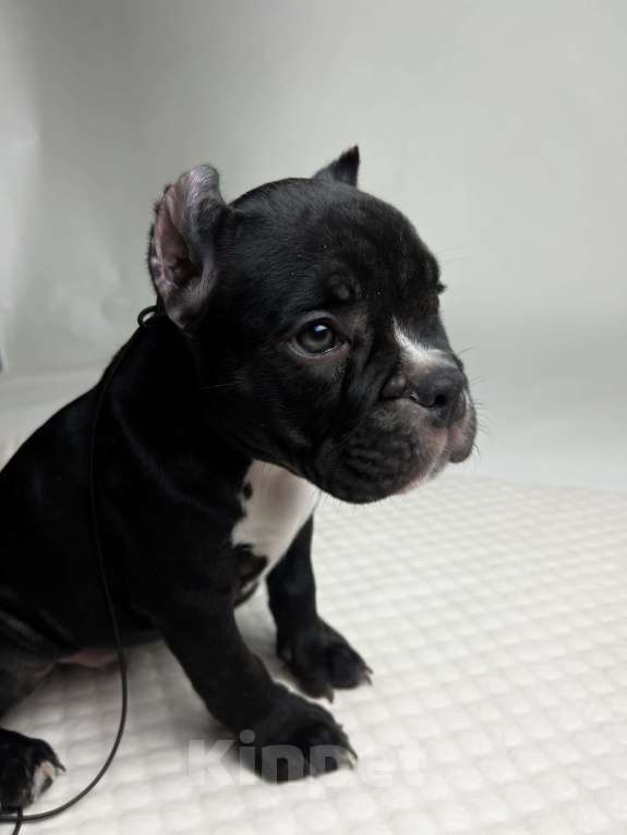 Собаки в Балашихе: Американский булли Мальчик, 120 000 руб. - фото 2