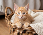 Кошки в Санкт-Петербурге: Котята 2 месяца Мальчик, Бесплатно - фото 4