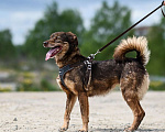 Собаки в Москве: Небольшая супер позитивная Шанти ищет дом! Девочка, Бесплатно - фото 10