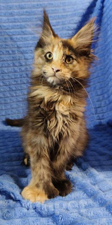 Кошки в Балабаново: Кошечка Мейн Куна полидакт Девочка, 35 000 руб. - фото 1