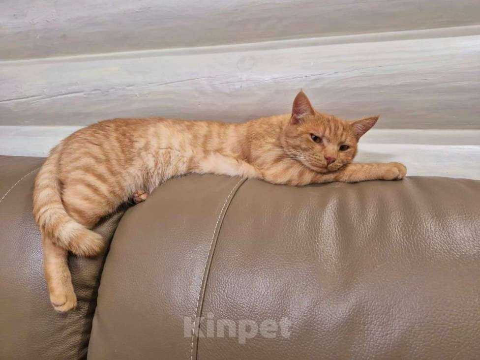 Кошки в других городах Московской области: Потерялся кот Персик Мальчик, 1 000 руб. - фото 4