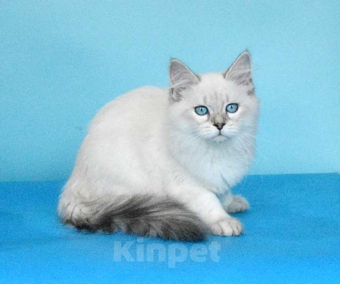 Кошки в Москве: Синеглазая красавица Девочка, Бесплатно - фото 5