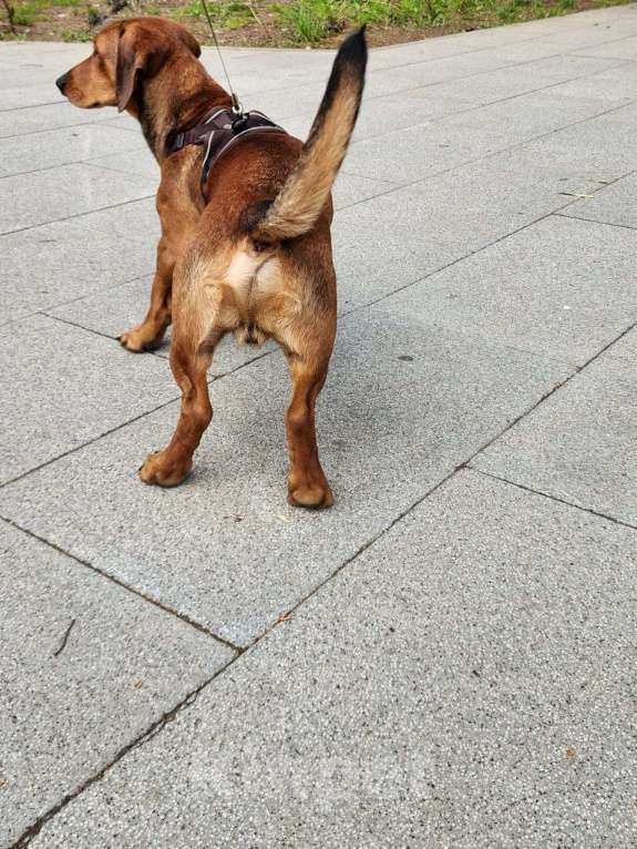 Собаки в Долгопрудном: Ищем невесту Мальчик, Бесплатно - фото 6