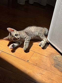 Котёнок 2 месяца в добрые руки