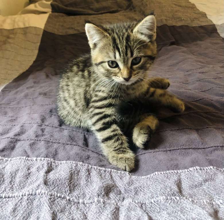 Кошки в Раменском: Озорная мини-тигрица девочка Девочка, 100 руб. - фото 5