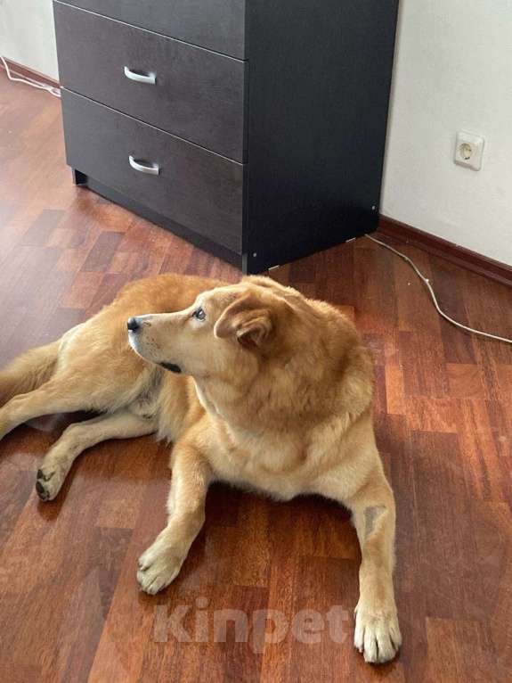 Собаки в Санкт-Петербурге: Даром в добрые руки Мальчик, Бесплатно - фото 4