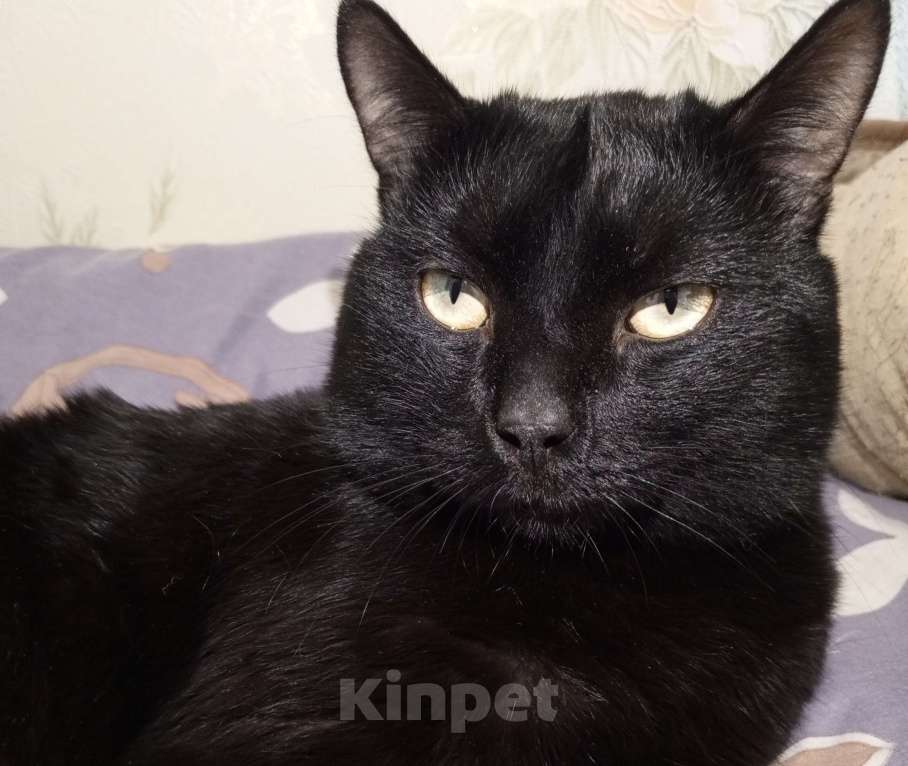 Кошки в Ангарске: В добрые руки Мальчик, Бесплатно - фото 4