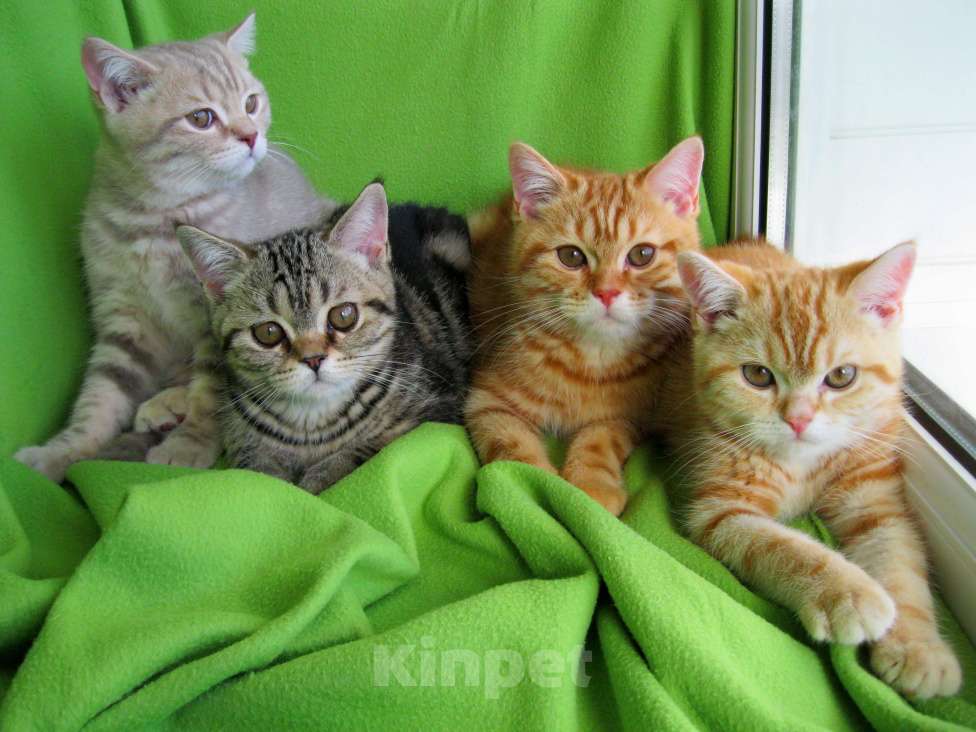 Кошки в Ставрополе: Котята мраморята Мальчик, 10 000 руб. - фото 2