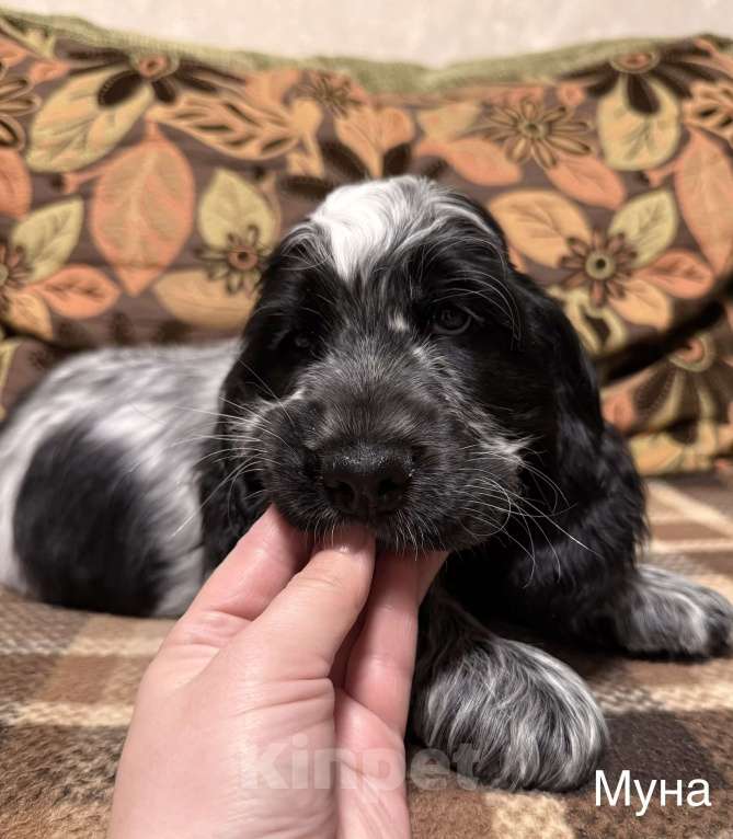 Собаки в Архангельске: Продается щенок английского кокер-спаниеля, девочка Девочка, 70 000 руб. - фото 3