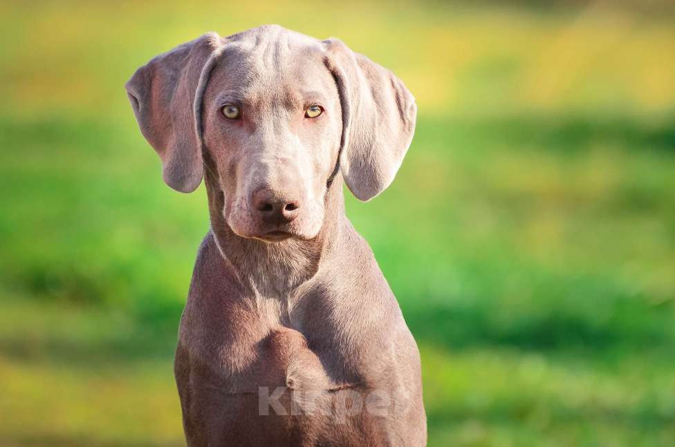 Собаки в Москве: Щенок победитель РКФ Мальчик, 130 000 руб. - фото 1