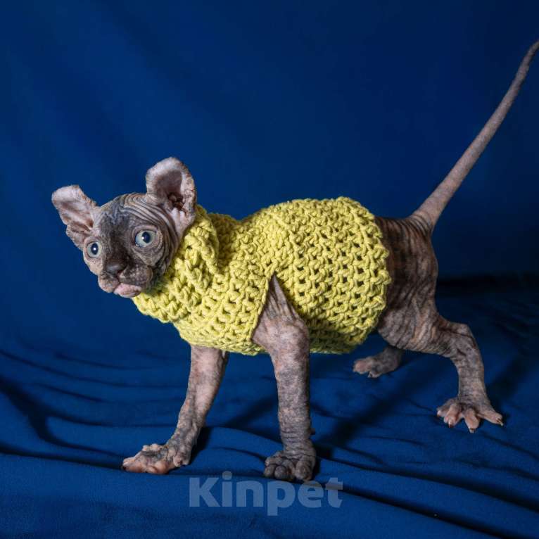 Кошки в Москве: Сфинкс эльф Девочка, 40 000 руб. - фото 6