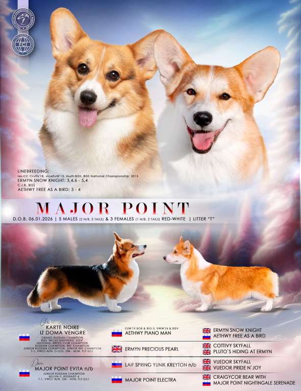 Собаки в Москве: Вельш корги пемброк Девочка, 70 000 руб. - фото 6