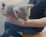 Кошки в Подольске: Котятки любящим хозяевам Девочка, Бесплатно - фото 4