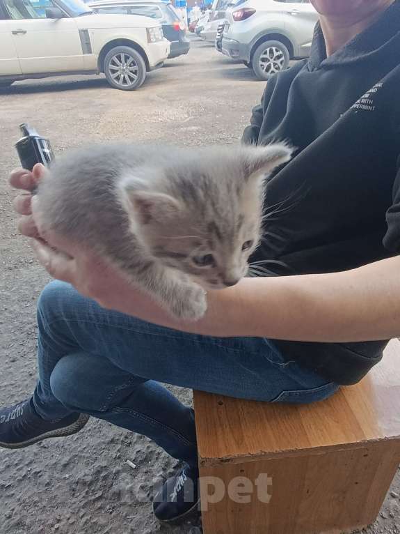 Кошки в Подольске: Котятки любящим хозяевам Девочка, Бесплатно - фото 4