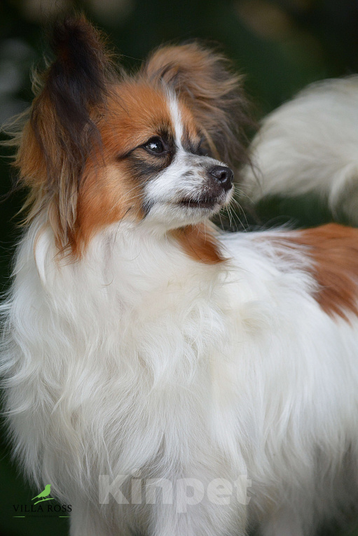 Собаки в Самаре: Продам щенка  папильона Мальчик, Бесплатно - фото 3