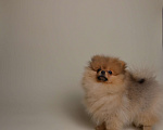 Собаки в Костроме: Померанский шпиц девочка Девочка, 40 000 руб. - фото 1
