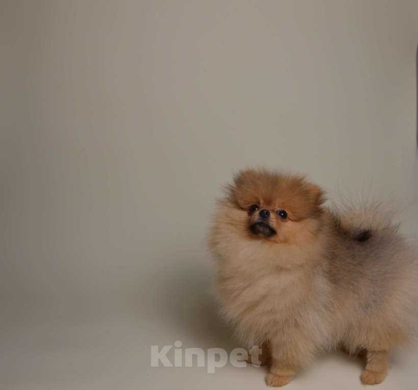 Собаки в Костроме: Померанский шпиц девочка Девочка, 40 000 руб. - фото 1