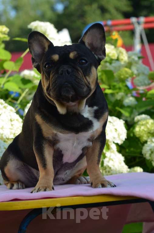 Собаки в Владимире: Девочка французский бульдог  Девочка, 100 000 руб. - фото 7