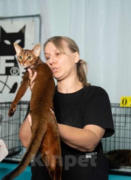 Кошки в Москве: Абиссинские котята Мальчик, 65 000 руб. - фото 6