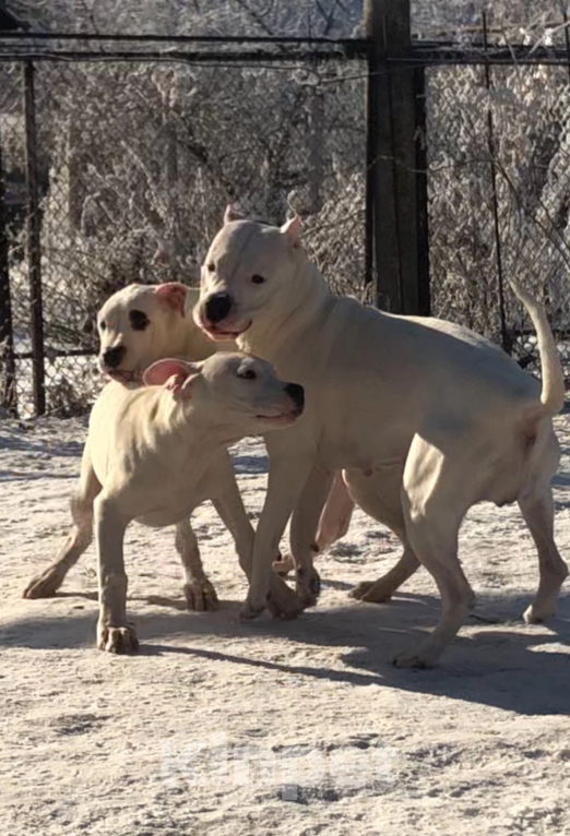 Собаки в Ульяновске: Аргентинский дог Девочка, 40 000 руб. - фото 4