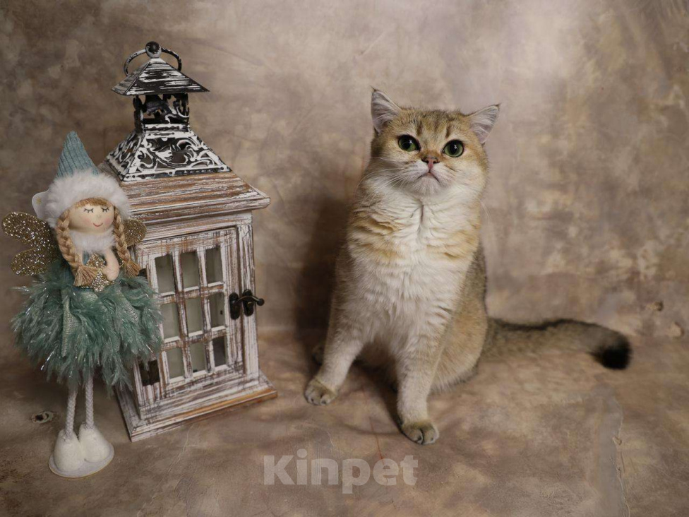 Кошки в Москве: Шотландский прямоухий короткошёрстный котёнок Девочка, 35 000 руб. - фото 2