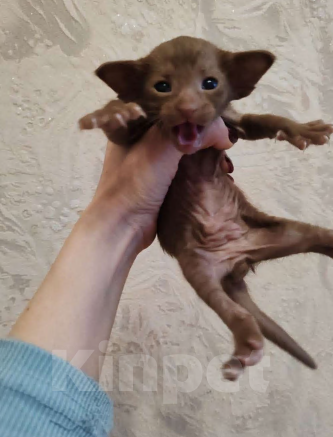 Кошки в Миассе: ориентальный котенок Мальчик, 25 000 руб. - фото 2