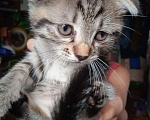 Кошки в Серпухове: Котята Мальчик, Бесплатно - фото 2