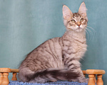 Кошки в Мытищах: Котенок Мейн-кун Мальчик, 25 000 руб. - фото 3