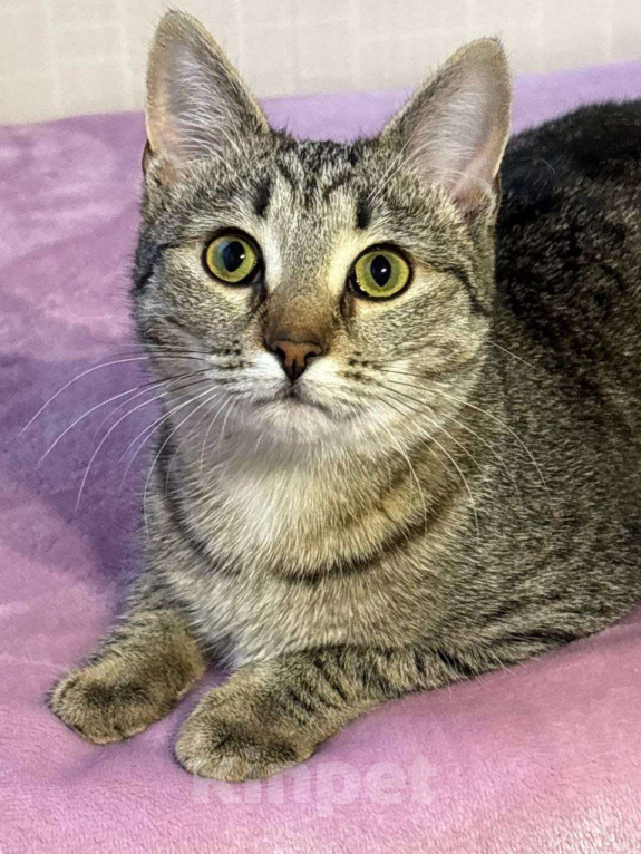 Кошки в Москве: Малышка Виталина ищет дом Девочка, Бесплатно - фото 3