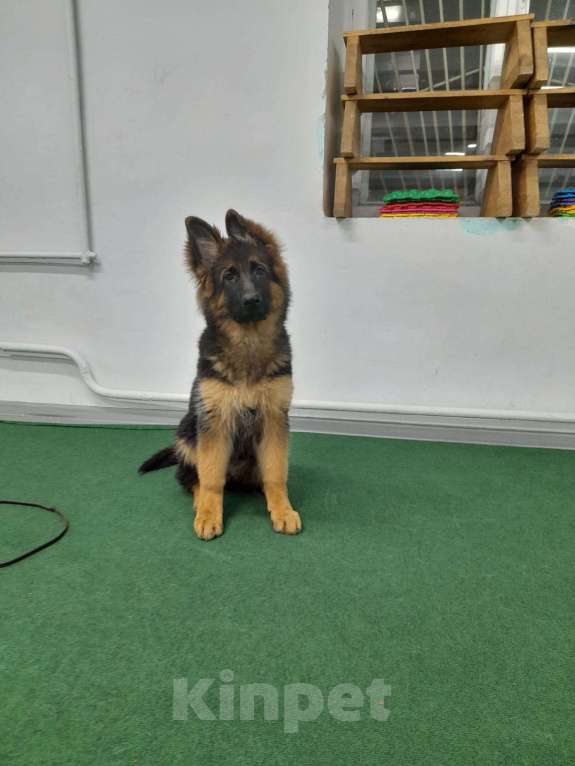 Собаки в Кирове: Немецкая овчарка дш Девочка, 45 000 руб. - фото 2