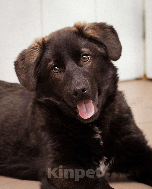 Собаки в Москве: Рокси, 4 месяца ищет дом! Девочка, Бесплатно - фото 6
