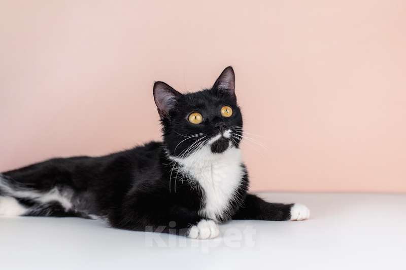 Кошки в Москве: Маркиза Дарья, черно-белая кошка в добрые руки Девочка, Бесплатно - фото 4