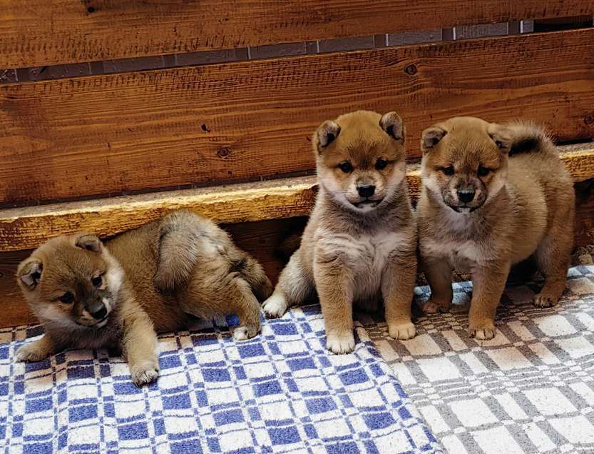 Собаки в Москве: Сиба ину. Щенки. Девочка, 50 000 руб. - фото 3