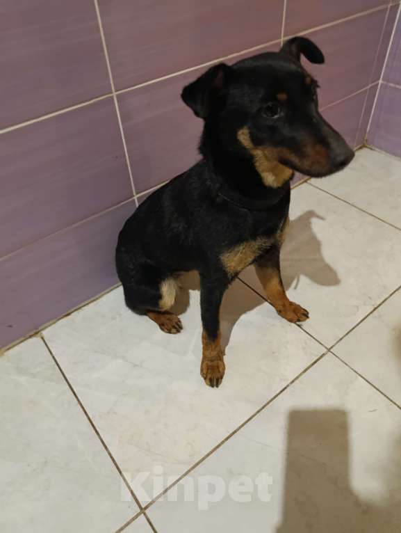 Собаки в Волжском: Собака в добрые руки Девочка, Бесплатно - фото 1