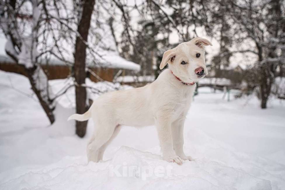 Собаки в Красногорске: Красивый щенок Баунти 3,5 месяца ждет родителей Девочка, Бесплатно - фото 7