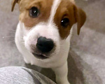 Собаки в других городах Московской области: Мальчик Джек Рассел терьера Мальчик, 55 000 руб. - фото 1