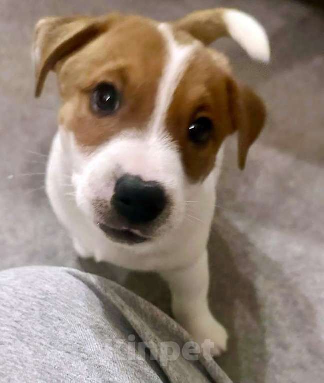 Собаки в других городах Московской области: Мальчик Джек Рассел терьера Мальчик, 55 000 руб. - фото 1