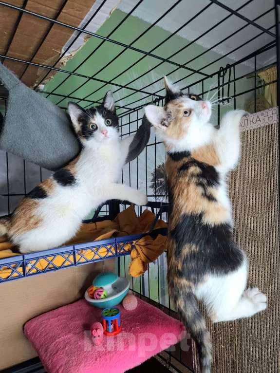Кошки в Москве: Трехцветный котёнок в добрые руки  Девочка, Бесплатно - фото 10