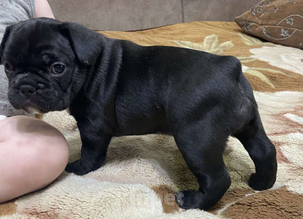 Собаки в Стерлитамаке: Французский бульдог.  Девочка, Бесплатно - фото 4