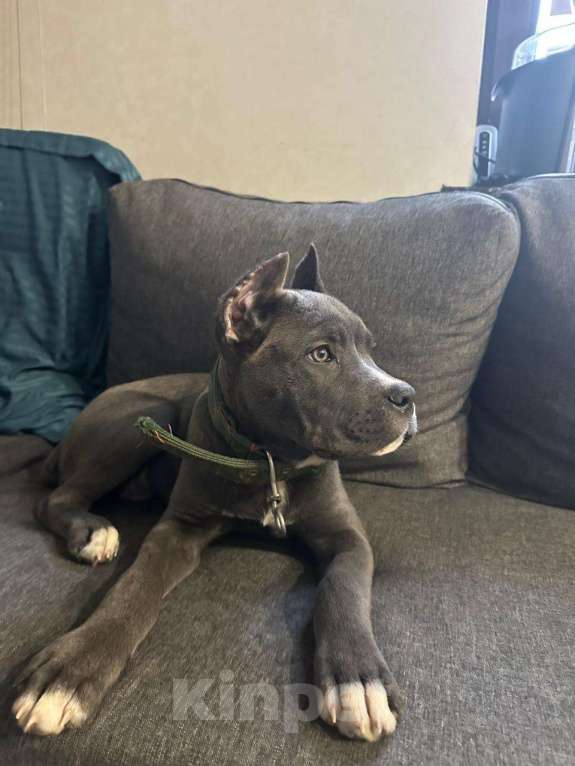 Собаки в других городах Московской области: Продажа малышей Девочка, 35 000 руб. - фото 1