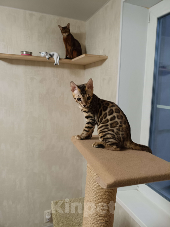 Кошки в Москве: Великолепный котенок ищет новый дом. Девочка, 30 000 руб. - фото 2