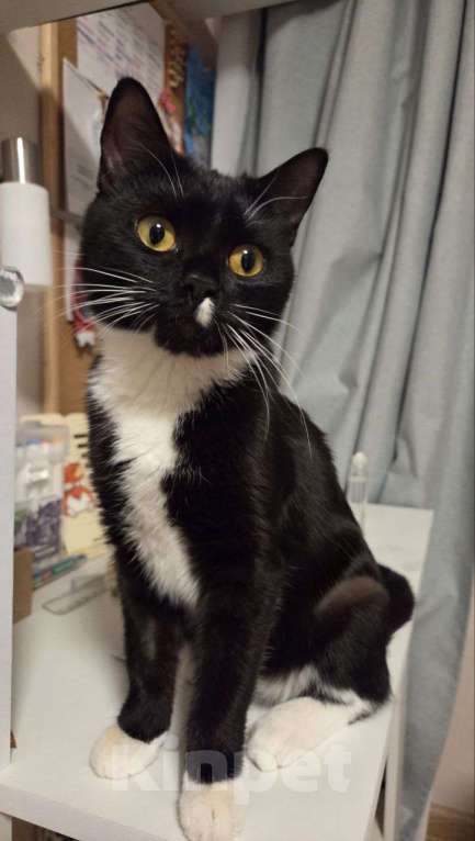 Кошки в Москве: Прелестный котёнок в добрые руки Девочка, Бесплатно - фото 2