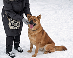 Собаки в Москве: Брутальный красавец Рич ищет хозяев! Мальчик, Бесплатно - фото 7