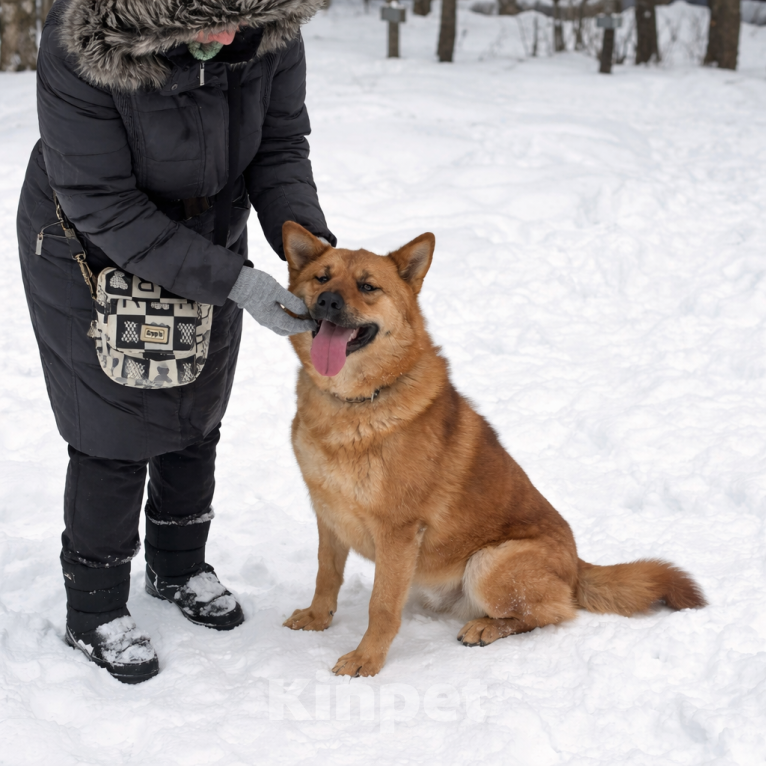 Собаки в Москве: Брутальный красавец Рич ищет хозяев! Мальчик, Бесплатно - фото 7