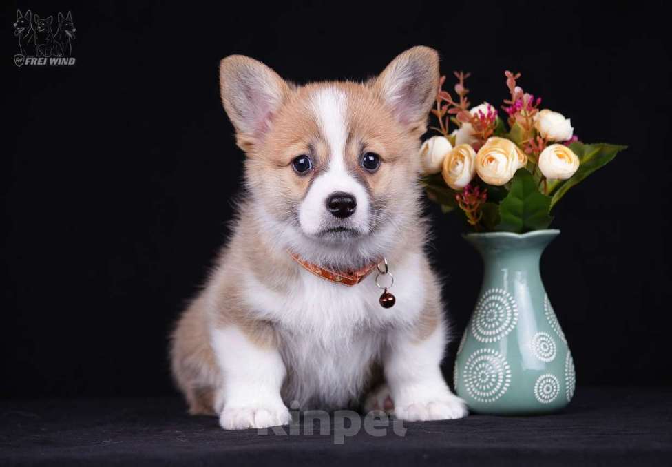 Собаки в Ярославле: Щенок вельш корги пемброк Девочка, 70 000 руб. - фото 2